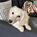 Dachshund puppy For adoption