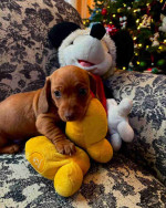 Our six weeks old Jack