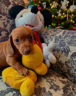 Our six weeks old Jack