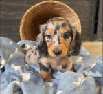 Dachshund
