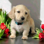 Dachshund for adoption