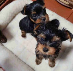 Lovely Teacup Yorkie