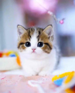 Meet baby Jasper his very lovely 🥰 and sweet ❤️❤️