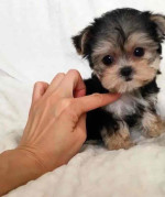 Yorkei puppies