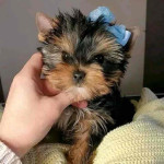 Yorkei puppies