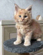 Mainecoons kittens for adoption and rehoming
