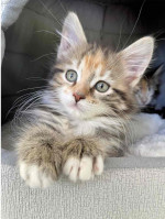Maine coon baby