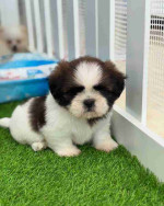 Shih tzu puppy for Adoption