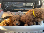 Available for adoption