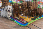 Available for adoption