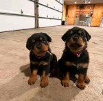 German Rottweiler Puppies Ready