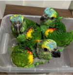 Fertile parrots eggs and parrots for sale