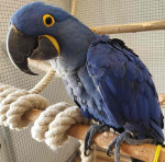 Fertile parrots eggs and parrots for sale