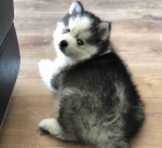 Healthy Pomsky puppies available.