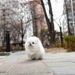 Teacup Pomeranian puppies Available