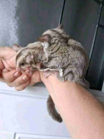 Sugar Glider