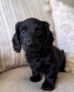 Dachshund puppies for adoption and rehoming