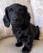 Dachshund puppies for adoption and rehoming