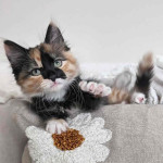 Maincoon kittens for adoption