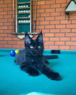 Maincoon kittens for adoption