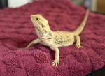Bearded Dragon