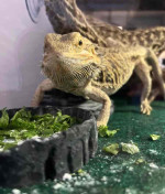 Bearded Dragon