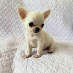 Chihuahua puppy