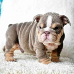 English bulldog