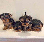 FREE PUPPIES@ they are yorkies mixed with love!! We can't keep 5 puppies sadly.. so they are in need of good homes!!. Only rehoming fee please dm me