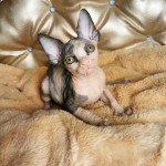 Rare Sphynx Kittens for Sale - Get Yours Today