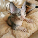 Rare Sphynx Kittens for Sale - Get Yours Today