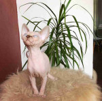 Rare Sphynx and Abyssinian Kittens for Sale - Get Yours Today!
