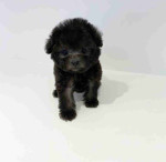 "Tiny Teacup Poodles - Cute Puppies Looking for Homes"