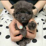 "Tiny Teacup Poodles - Cute Puppies Looking for Homes"