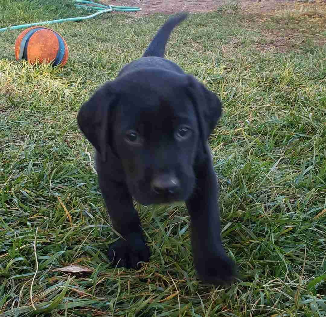 Labrador
