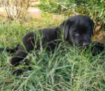 Labrador