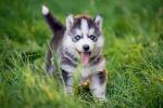 Siberian husky puppy