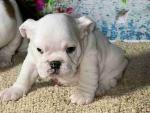 English Bulldog puppies