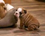 English Bulldog puppies