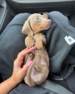 Adorable miniature dachshund puppies for sale
