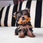 Small yorkie puppies are sold male and female