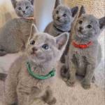 Champion Russian Blue Kittens For Sale