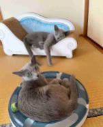 Russian blue cat raised in a home for sale