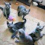 Well-socialized Russian Blue kittens available