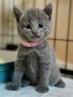 Munchkin kittens for sale